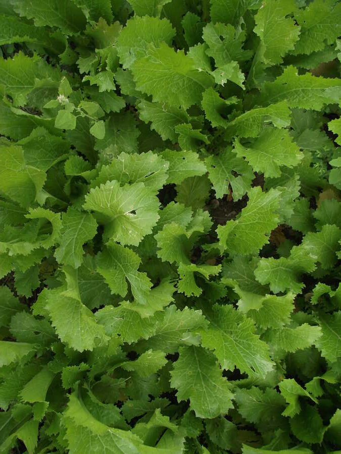 Green in Snow mustard