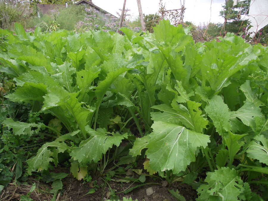 Green in Snow mustard - Image 2