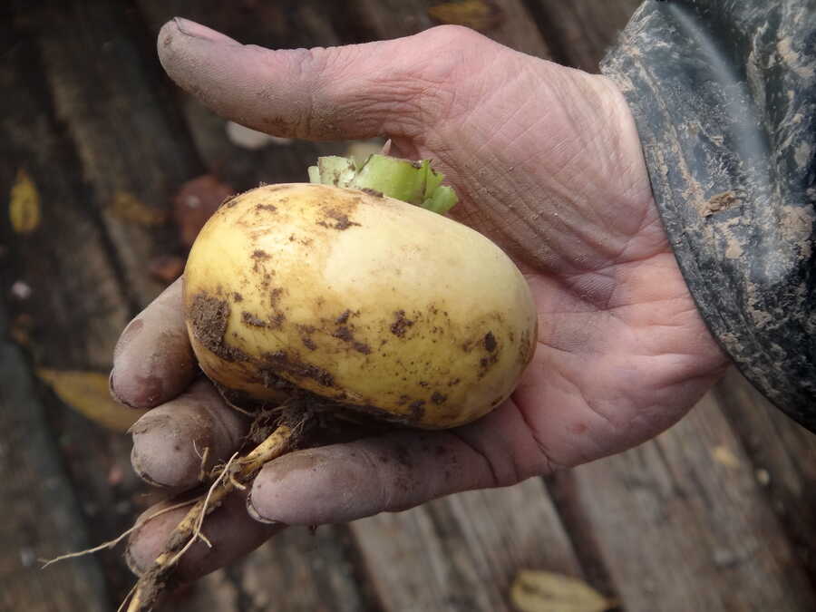 Kaski Nauris turnip - Image 2