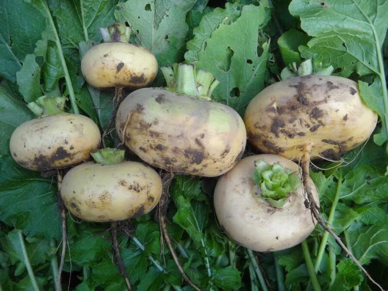 Kaski Nauris turnip