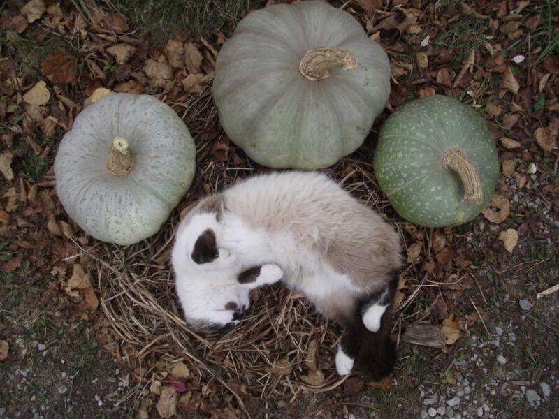 Khersonkaya squash
