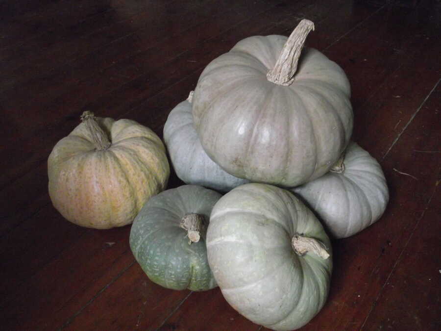 Khersonkaya squash - Image 2