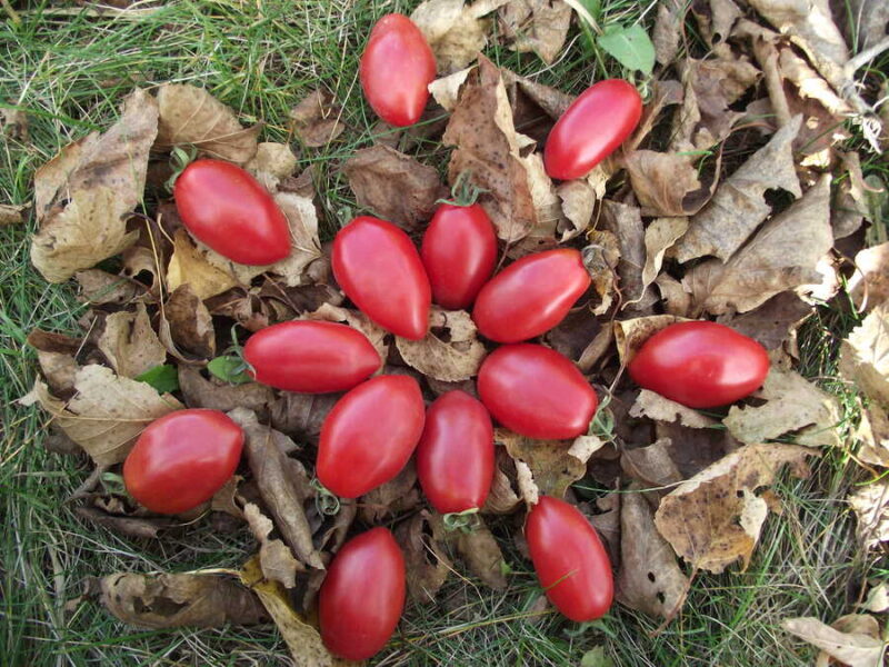 LYC 859 El Salvador tomato