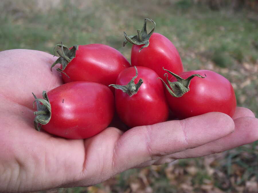 LYC 859 El Salvador tomato - Image 2