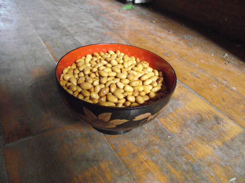 Nez Perce bean