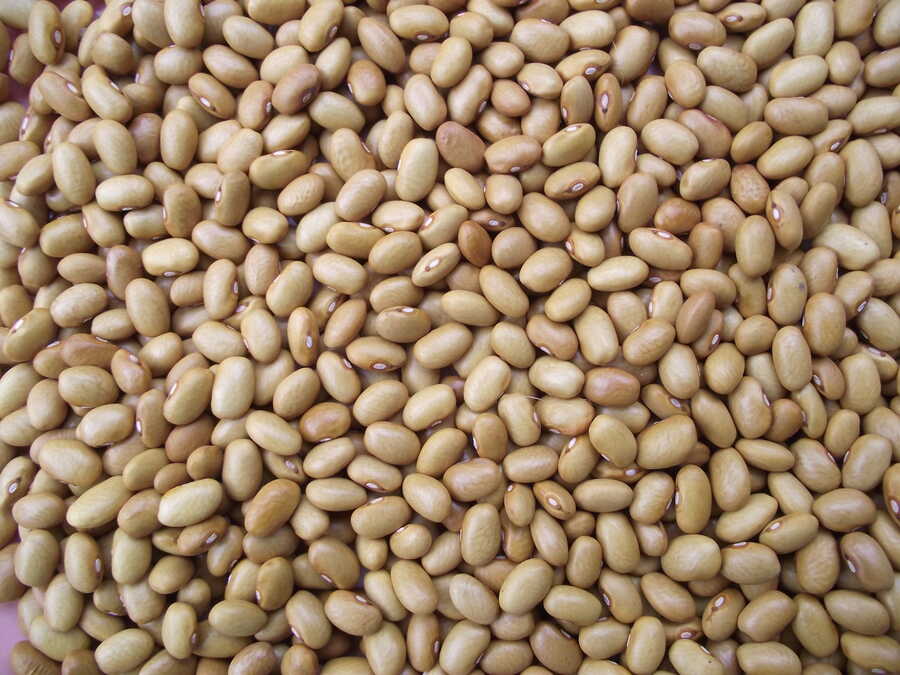 Nez Perce bean - Image 2