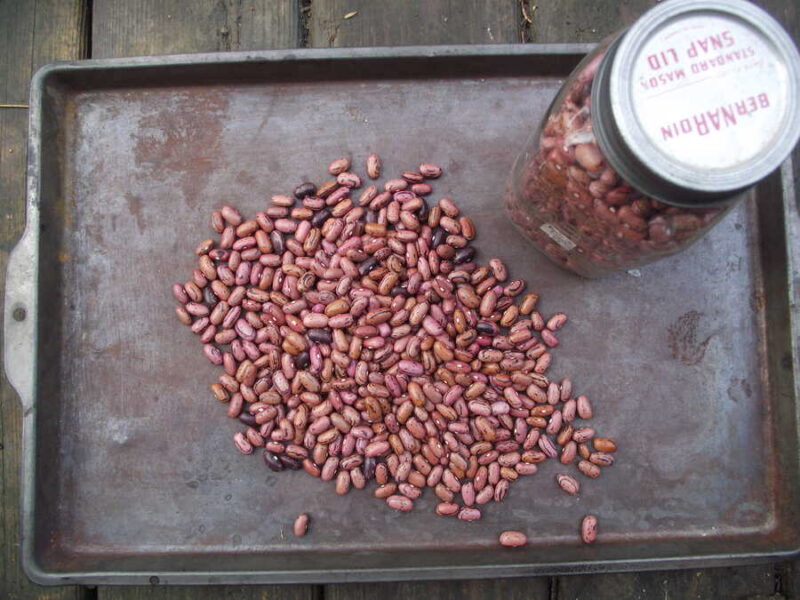 Rosso di Lucca bean