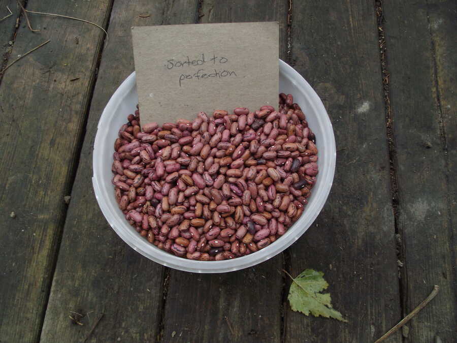 Rosso di Lucca bean - Image 2