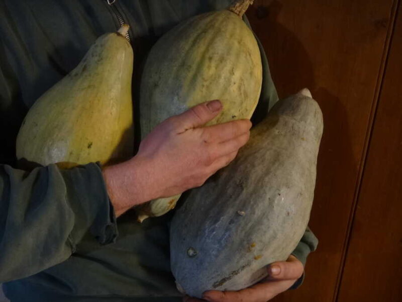 Sibley squash