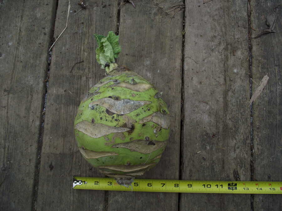 Superschmelz kohlrabi - Image 2