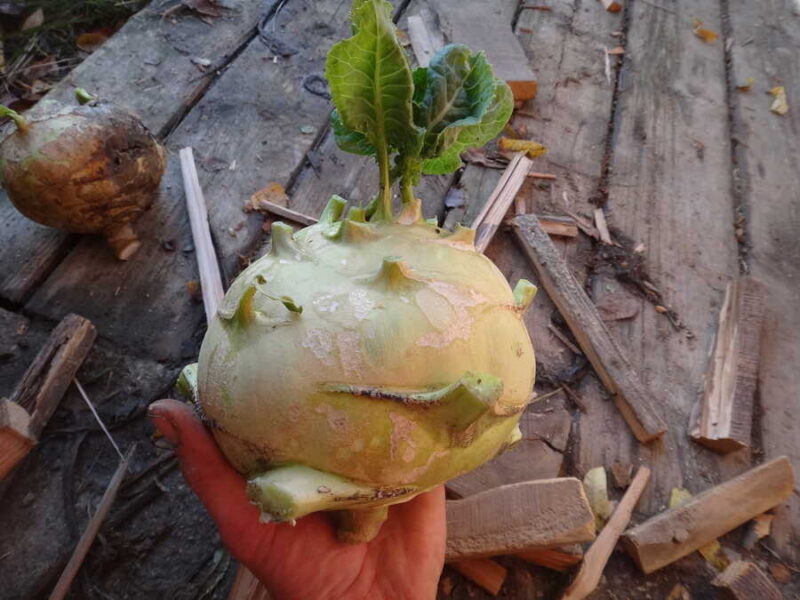 Superschmelz kohlrabi