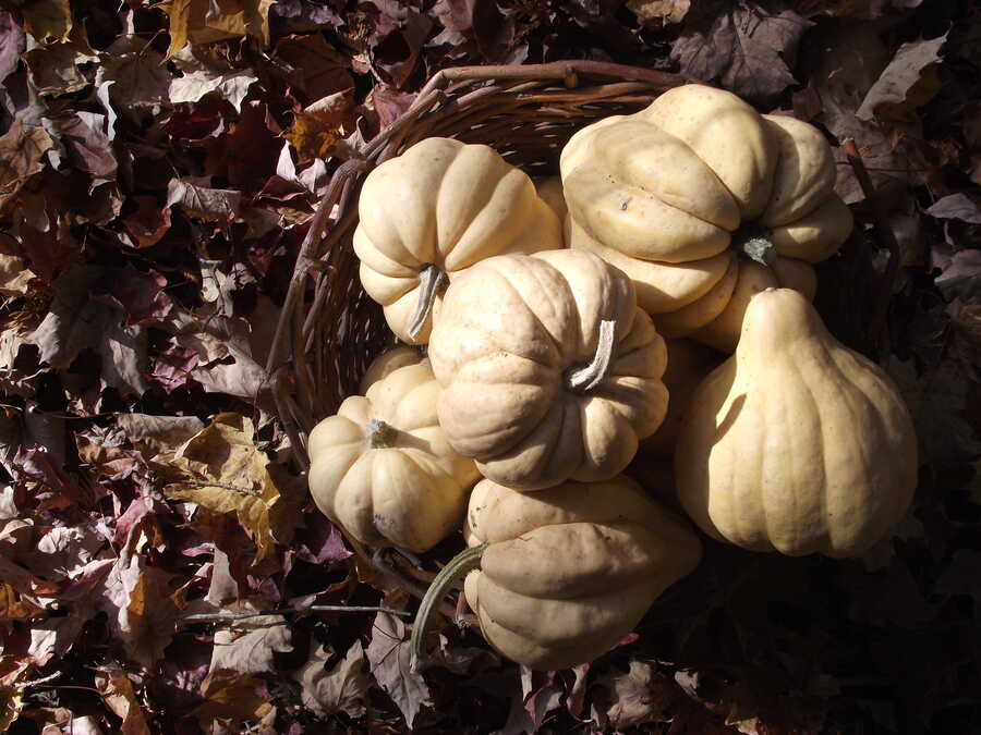 Thelma Sanders Acorn squash - Image 3