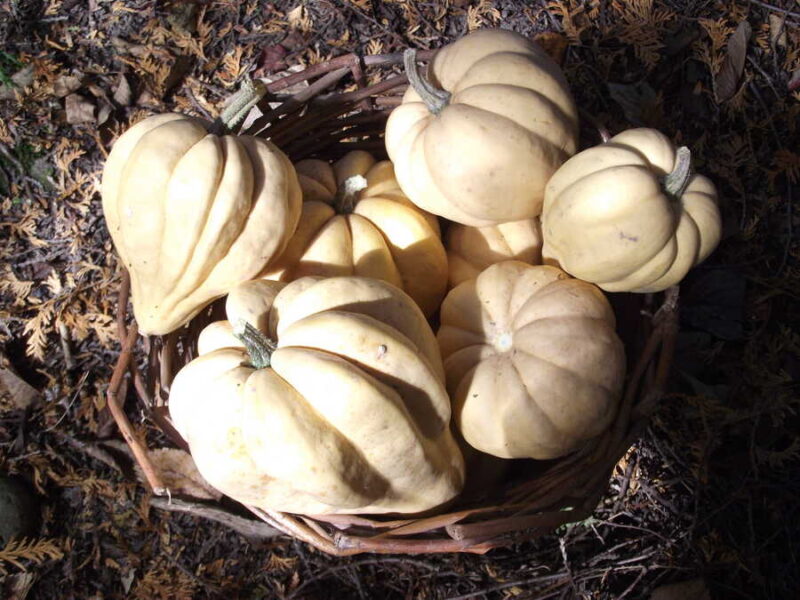 Thelma Sanders Acorn squash