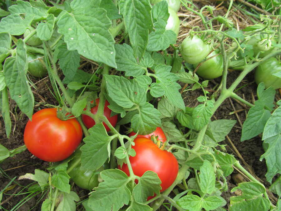 Turboreactivnyi tomato - Image 3