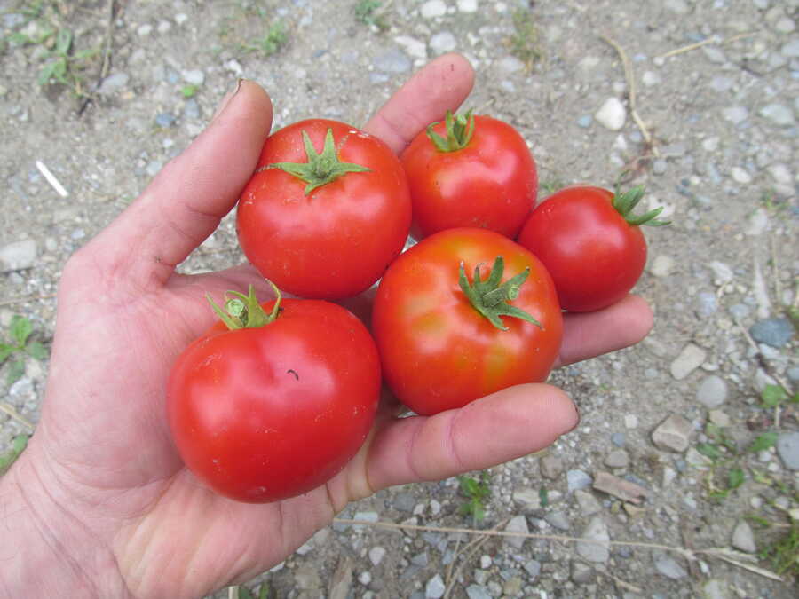Turboreactivnyi tomato - Image 4