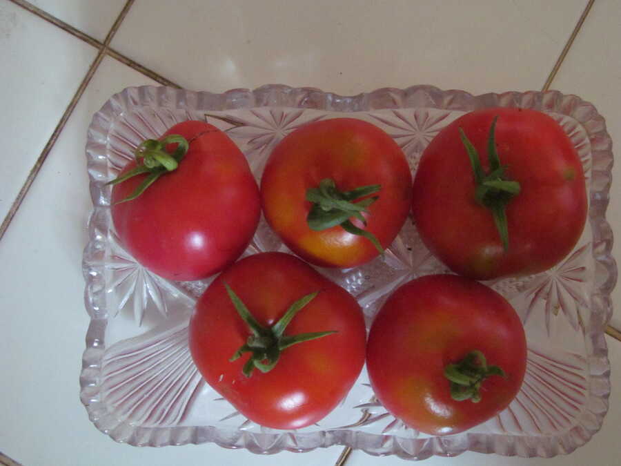 Turboreactivnyi tomato - Image 2