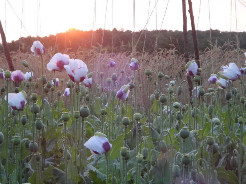 Ziar poppy