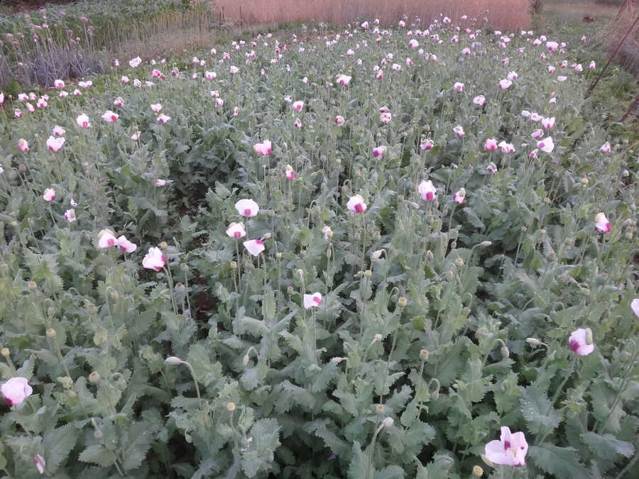 Ziar poppy - Image 3