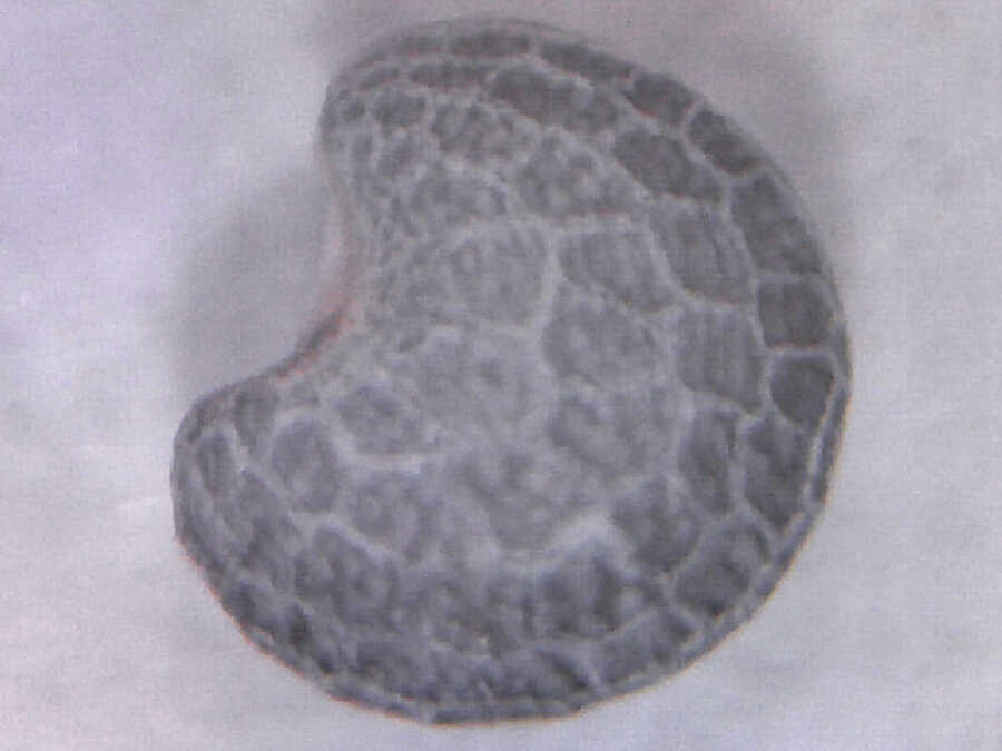 Ziar poppy - Image 7