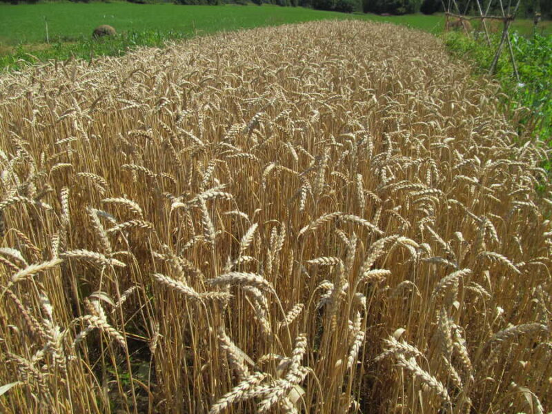 Maris Wigeon wheat
