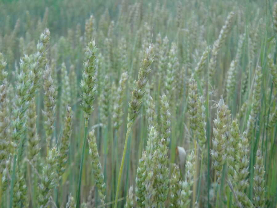 Maris Wigeon wheat - Image 5