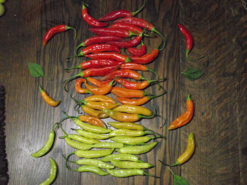 Aji Marchant pepper