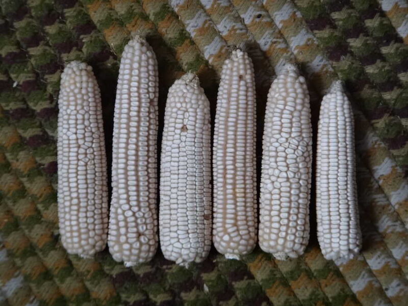 Arkhipov White Dent corn