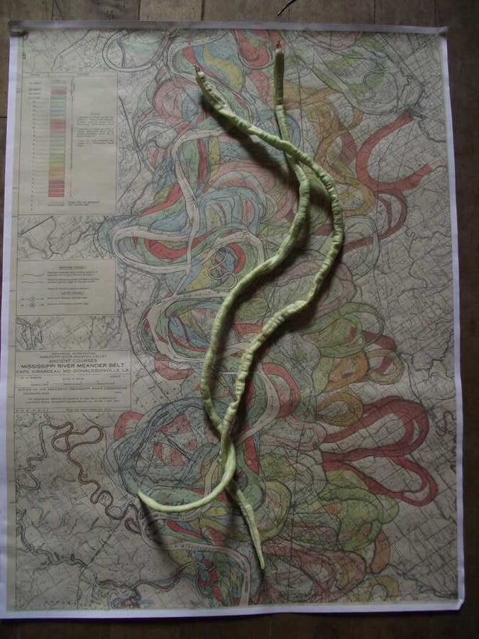 Bátri Madzagbab yardlong bean