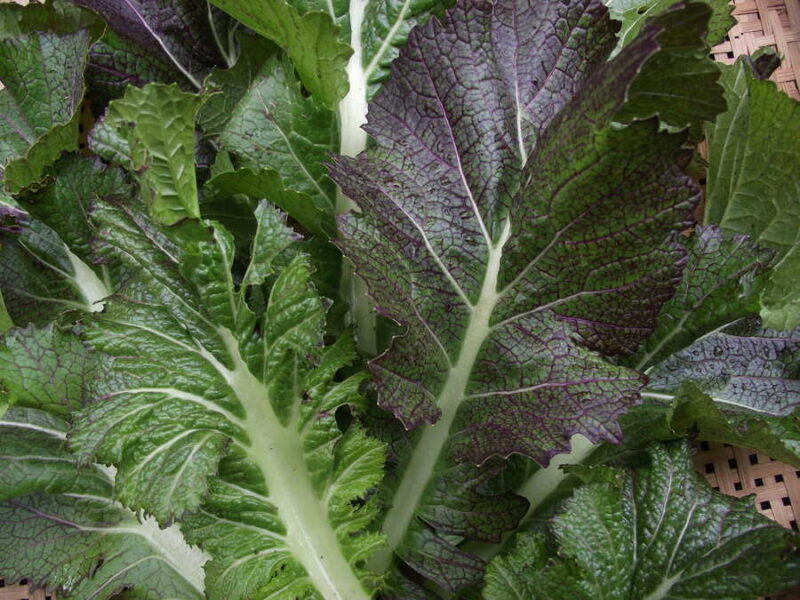 Dragon Tongue/ Ho Mi Z mustard