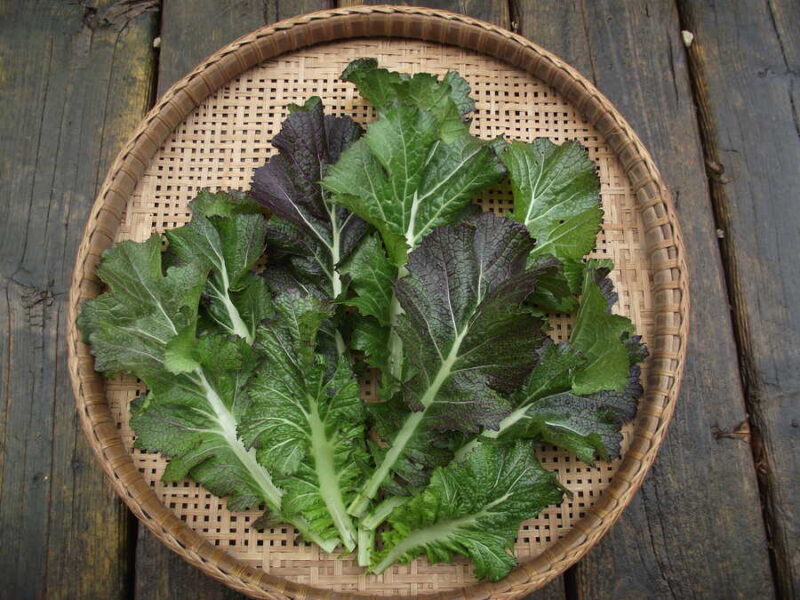 Dragon Tongue/ Ho Mi Z mustard