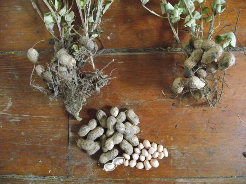 Little August peanut