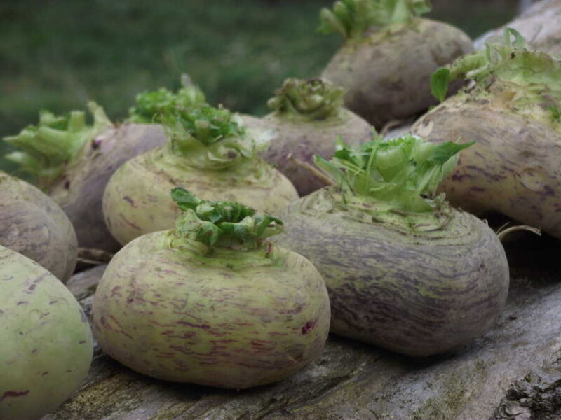 Tervajärven Kanta turnip