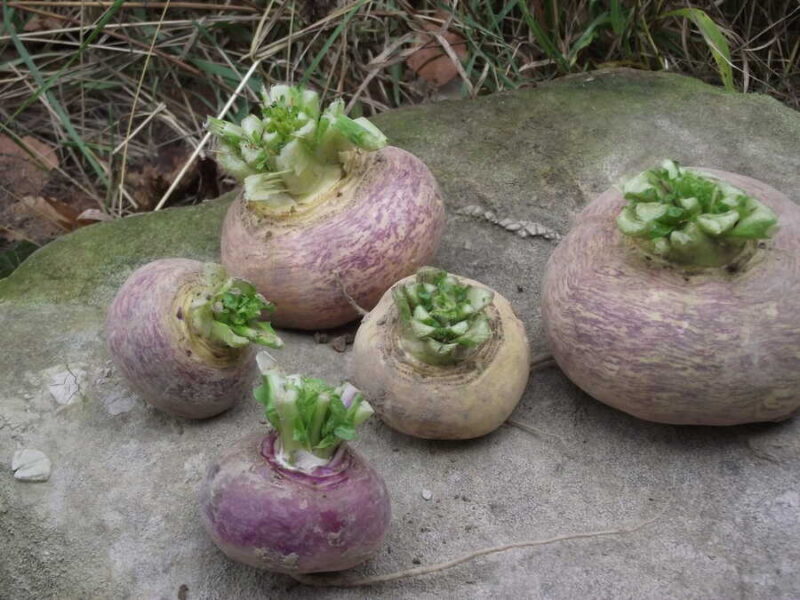 Kuokkala turnip