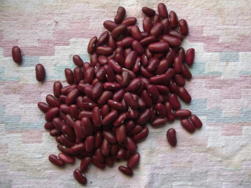 Dynasty bean