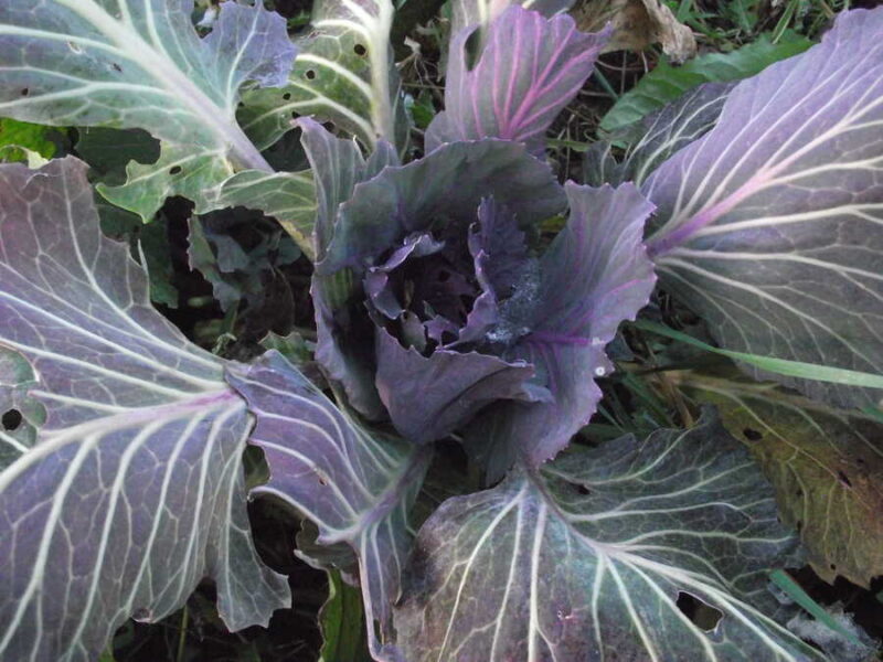 Shetland kale