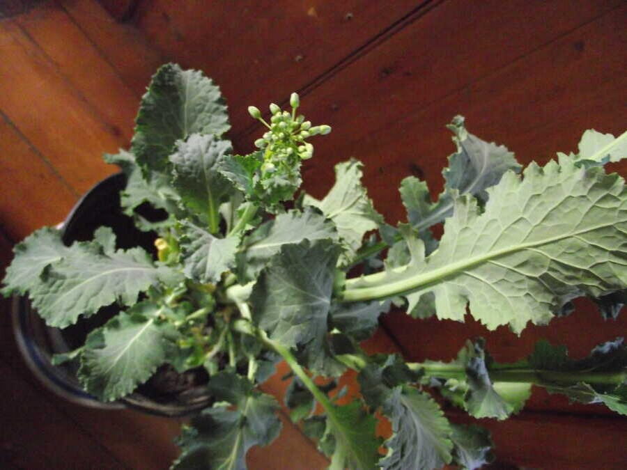 Sutherland kale