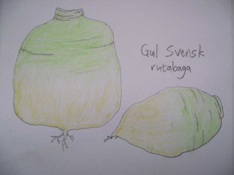 Gul Svensk rutabaga