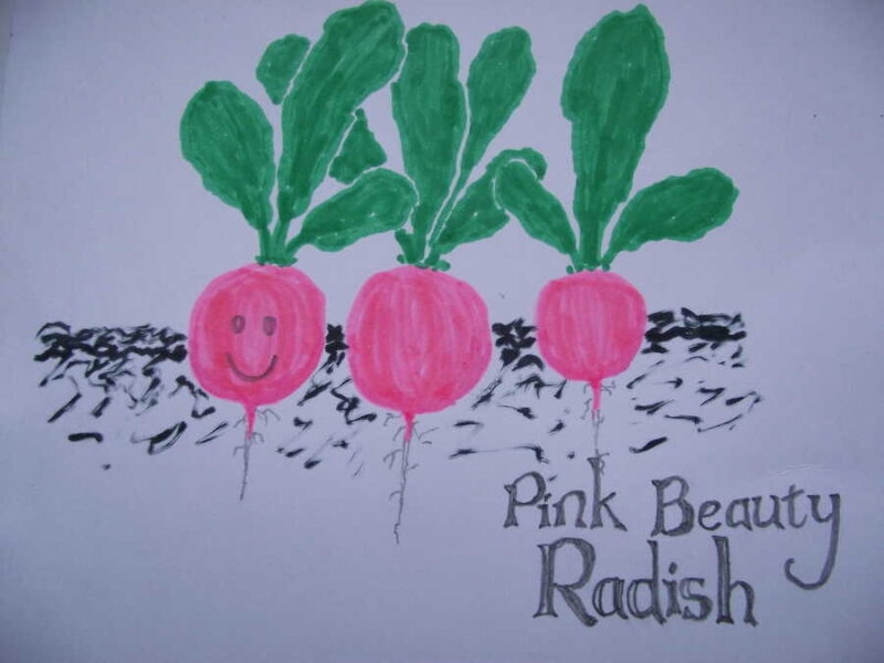 Pink Beauty radish